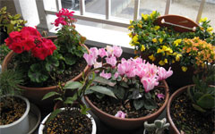 花壇その1