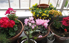 花壇その3
