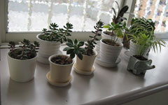 観葉植物
