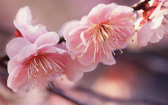 春 桜イメージ